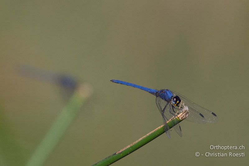 Trithemis dorsalis, Dorsal Dropwing ♂ - SA, Mpumalanga, Dullstroom, Field & Stream Lodge, 13.01.2015