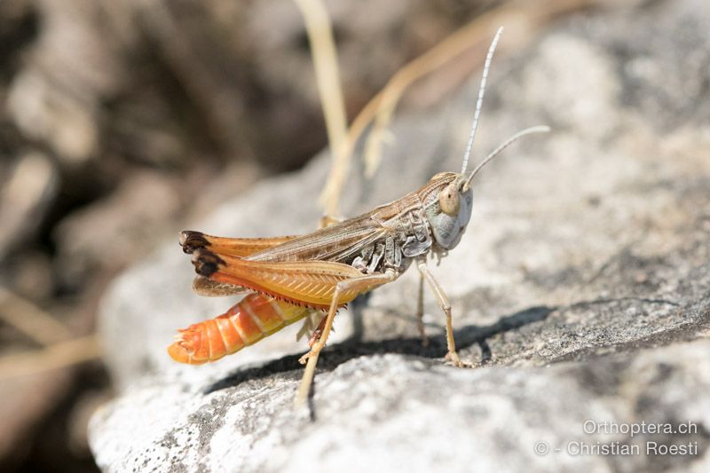 Stenobothrus fischeri ♂ - HR, Primorsko-goranska županija, Cres, Predošćica, 23.07.2015