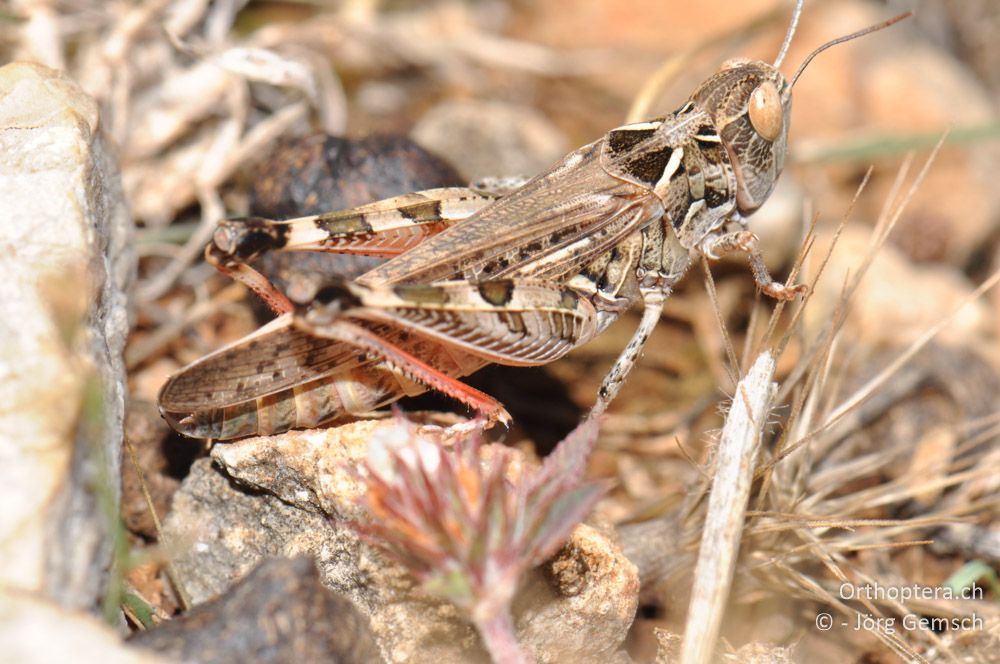 ♀ von Dociostaurus maroccanus - HR, Cres, Merag, 21.06.2016