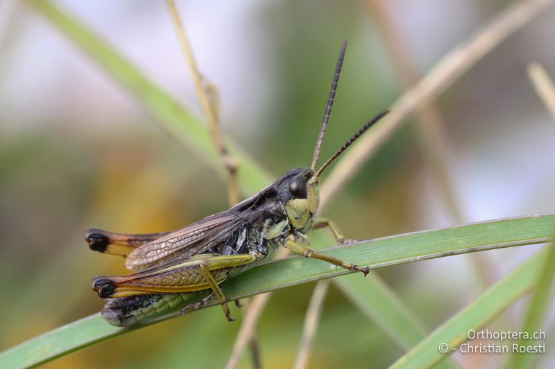 Chorthippus alticola ♂ - SLO, Goriška, Tolmin, Mt. Vogel, 19.09.2016