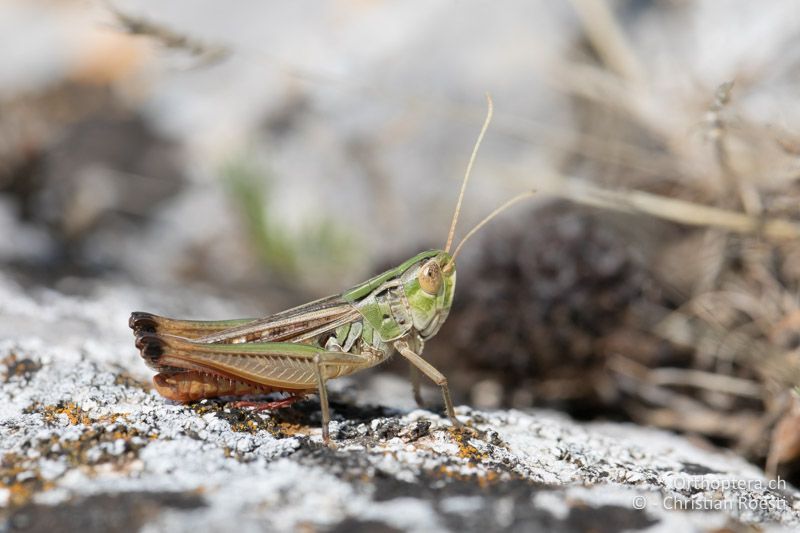 Stenobothrus macedonicus ♂ - BG, Chaskowo, Matochina, 09.07.2018