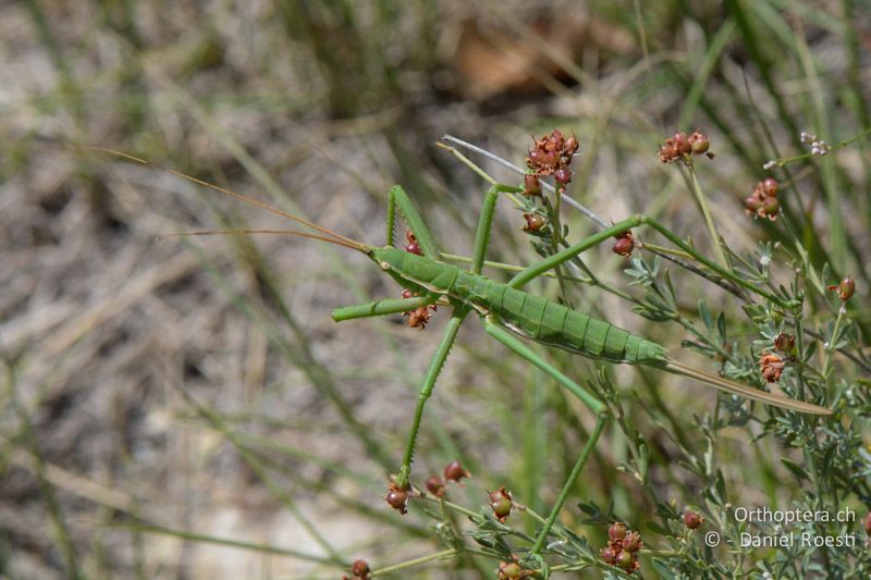 Sägeschrecke (Saga pedo) ♀ - FR, bei Manosque, 05.07.2014