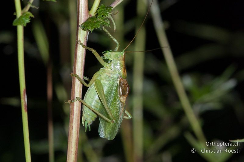 Tettigonia cantans ♂ - DE, Bayern, Bayreuth, 04.08.2008