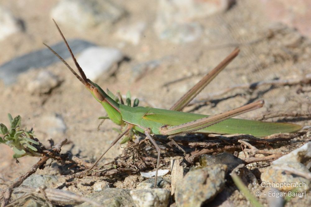 Acrida ungarica mediterranea ♂ - BG, Blagoewgrad, Ploski, 14.07.2018