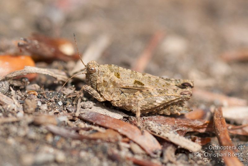 Tetrix tenuicornis ♀ - CH, BE, Wasen, 12.05.2009