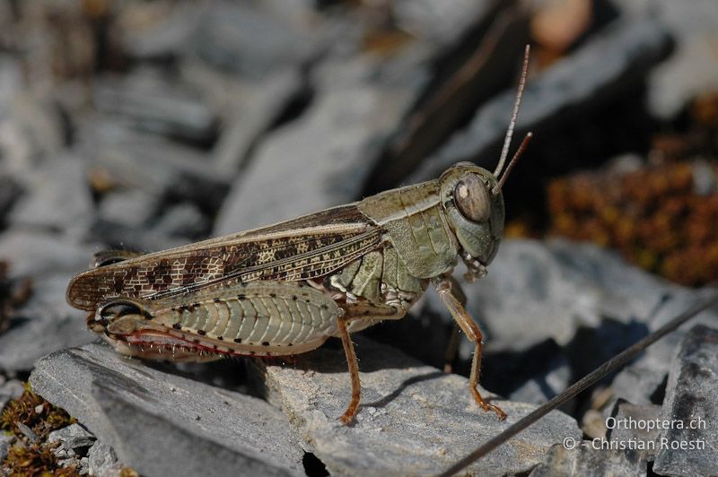 Calliptamus italicus ♂ - CH, VS, Sierre, 31.07.2007