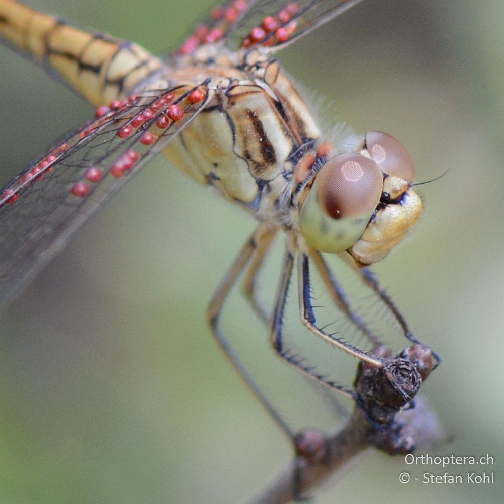 Junges ♂ der Südlichen Heidelibelle (Sympetrum meridionale) mit Milben - GR, Zentralmakedonien, Mt. Hortiatis, 04.07.2013