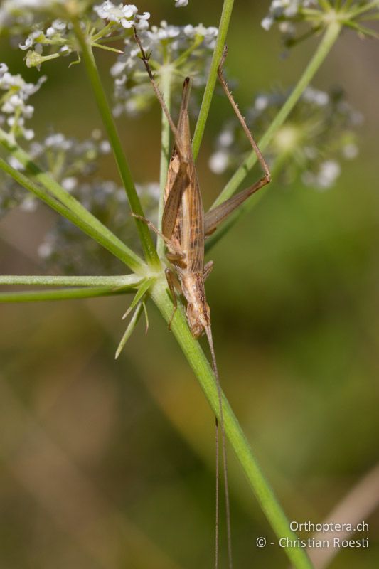 Oecanthus pellucens ♀ - CH, VS, Leuk, 20.08.2013