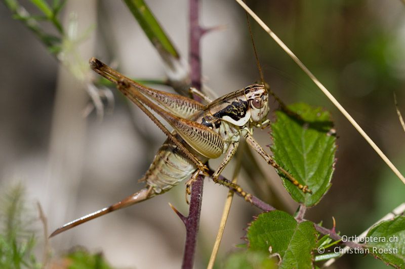 Pachytrachis striolatus ♀ - CH, TI, Mt. Caslano, 02.09.2013