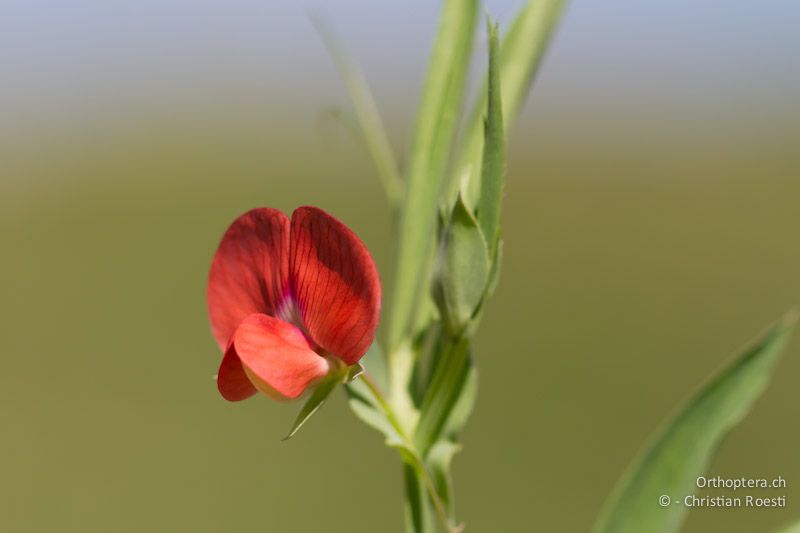 Blühende Kugelsamige Platterbse (Lathyrus sphaericus). Yailite, Kamen Bryag, 30.04.2012 (Vielen Dank für die Bestimmung Bojidar Ivanov)