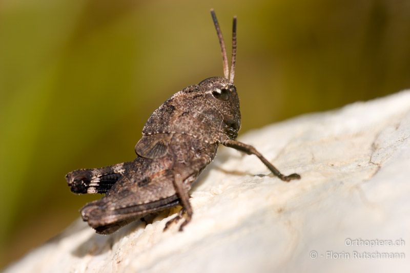 3. Larvenstadium von Psophus stridulus ♂ - AT, Vorarlberg, Grosses Walsertal, 02.08.2008