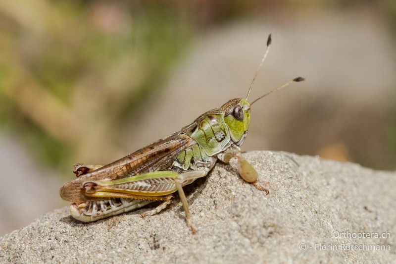 Gomphocerus sibiricus ♂ - GR, Epirus, Mt. Smolikas, 20.07.2011