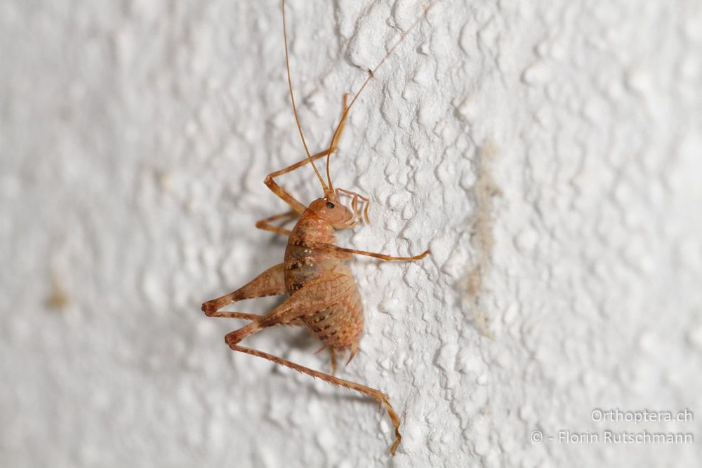 Höhlenschrecke Troglophilus neglectus in einem alten Armeebunker - Mt. Kerkini, 30.07.2012