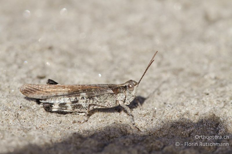 Epacromius tergestinus ponticus ♂ - CH, VS, Salgesch, 11.08.2013