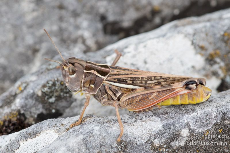 Arcyptera microptera ♀ - GR, Thessalien, Mt. Ossa, 21.06.2015