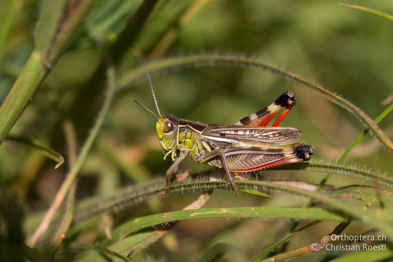 Arcyptera microptera ♂ - HR, Istrien, Orihi, 04.06.2010