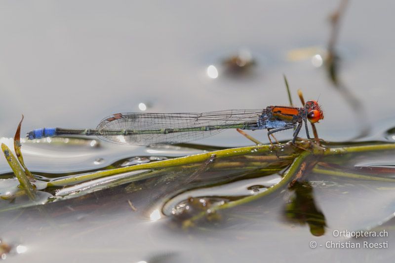 Pseudagrion cf. vaalense, Vaal Sprite ♂ - SA, Mpumalanga, Matibidi, Blyde Canyon Forever Resort, 09.01.2015