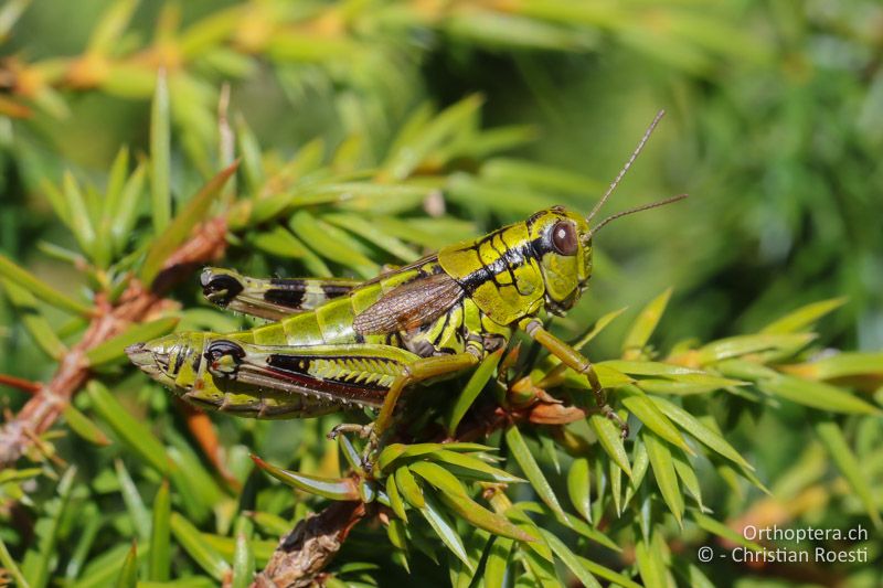 Miramella carinthiaca ♀ - AT, Kärnten, Reichenfels, 16.09.2016