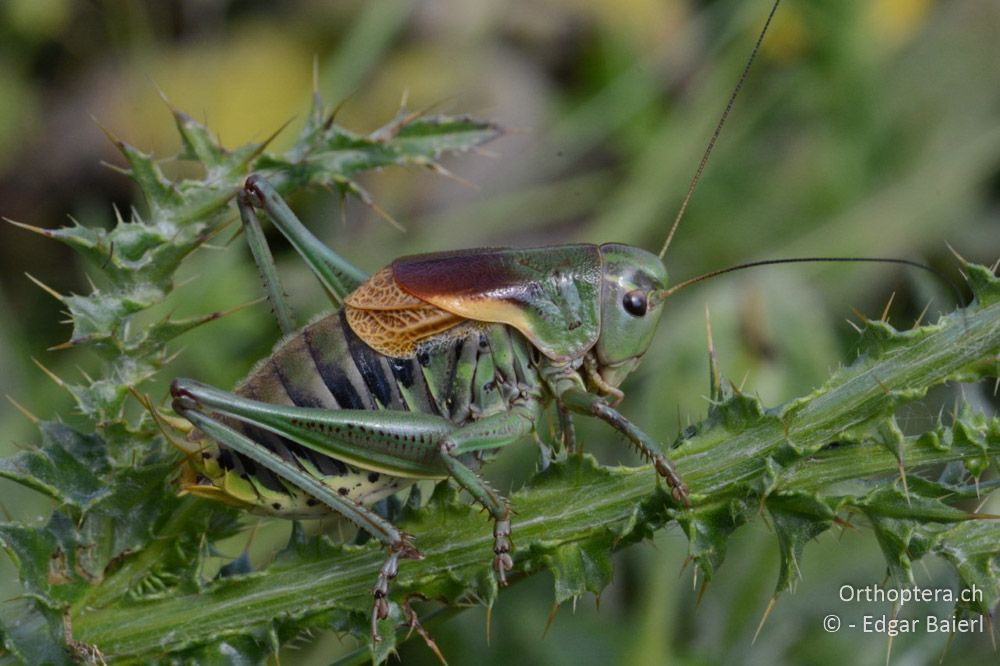 Psorodonotus fieberi ♂ im Schatten - BG, Blagoewgrad, Bergwiese bei Pass nach Pirin, 12.07.2018