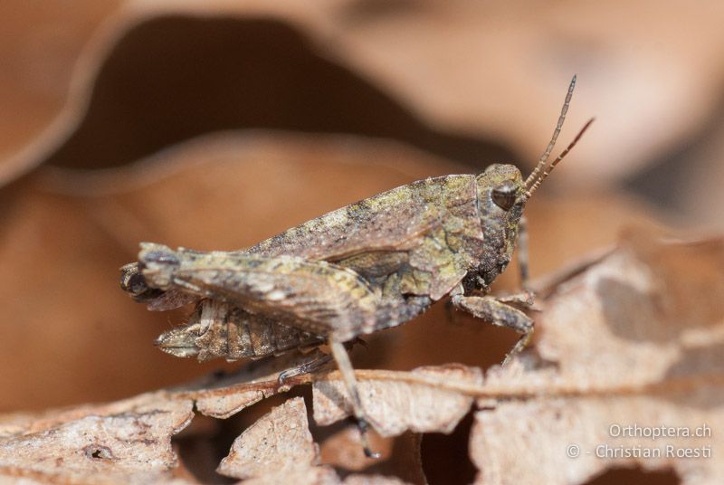 Tetrix undulata ♀ - CH, BE, Bickigen, 14.04.2010