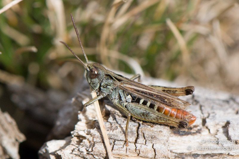 Omocestus haemorrhoidalis ♂ - FR, Pyrénées-Orientales, Osseja, 05.10.2010