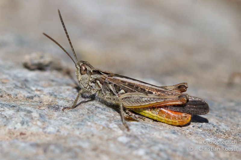 Chorthippus brunneus ♂ - CH, VS, Jeizinen, 10.08.2013