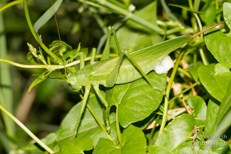 Tettigonia caudata ♀ - GR, Peloponnes, Spathovouni, 24.05.2013