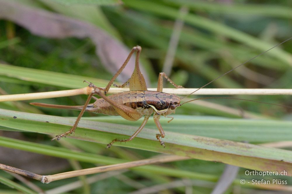 Pachytrachis gracilis ♀ - HR, Istrien, Račja Vas, Dol, 24.07.2015