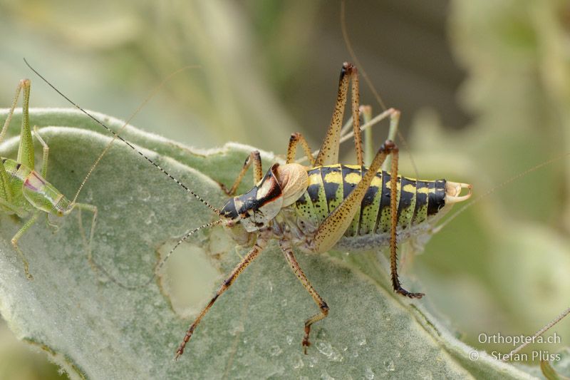 Poecilimon affinis ♂ - GR, Westmakedonien, Mt. Vernon, 10.07.2013