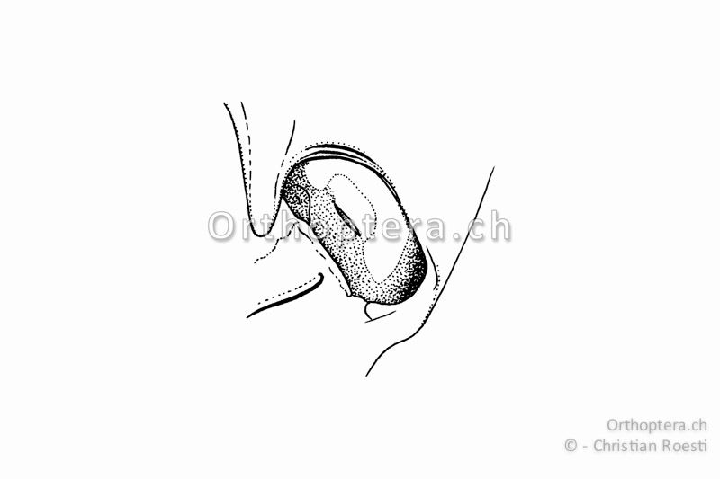 Gehöröffnung (Tympanum) von Chorthippus vagans ♀. Sie ist im Gegensatz zu den anderen Arten der Chorthippus biguttulus-Gruppe breit, oval und ein zuverlässiges Bestimmungsmerkmal von Chorthippus vagans.