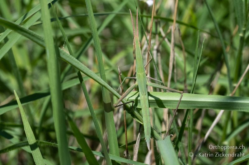 Nasenschrecke (Acrida ungarica mediterranea) ♂ Larve - BG, Blagoevgrad, Ploski, 14.07.2018