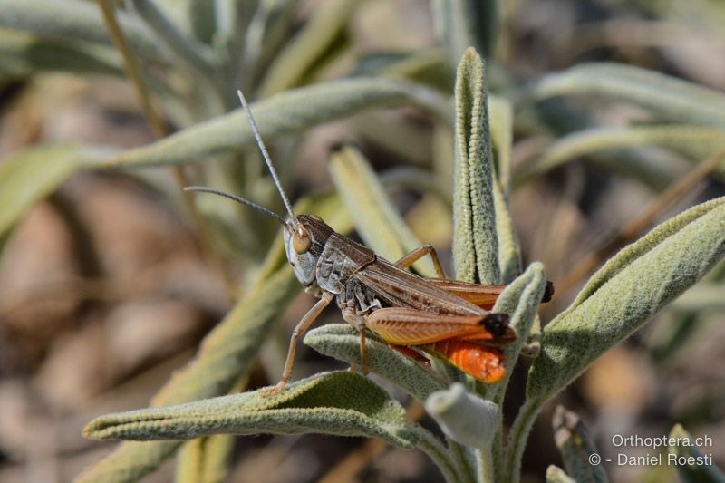 Stenobothrus fischeri ♂ - HR, Insel Cres, 23.07.2015