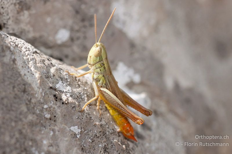 Euchorthippus declivus ♂ - HR, Istrien, Brovinje, 20.07.2011