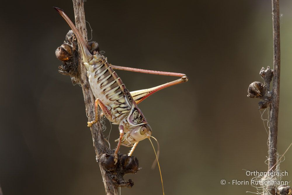 Gampsocleis abbreviata - Elassona, 16.07.2011