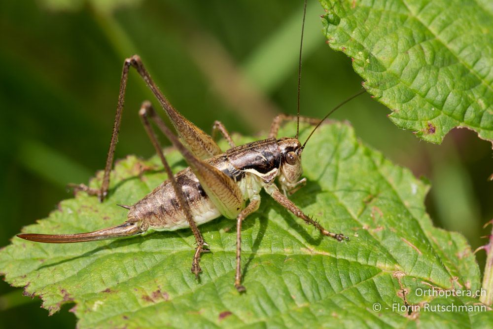 Pachytrachis gracilis Weibchen - HR, Istrien, Roč, 01.08.2014