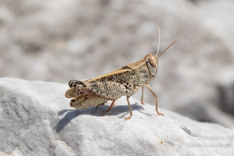 Italienische Schönschrecke (Calliptamus italicus) ♂ - GR, Zentralmakedonien, Alistrati, 05.07.2017