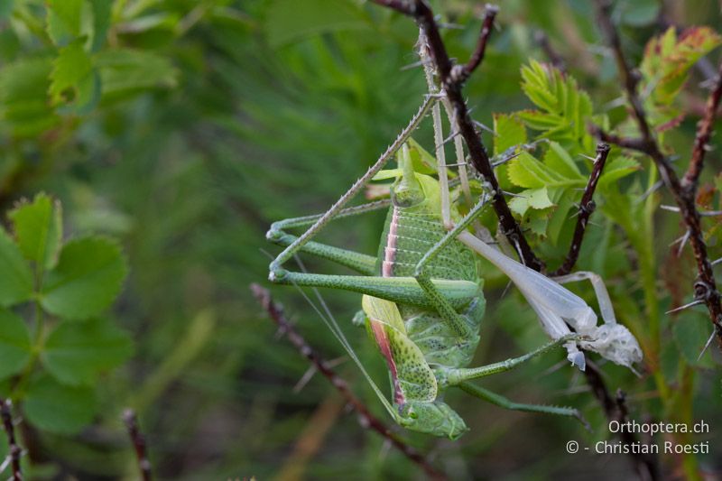 Polysarcus denticauda ♂ nach der Adulthäutung - HR, Istrien, Učka, 01.06.2014