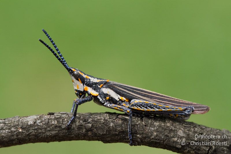 Kurzfühlerschrecke (Pygomorphidae) - SA, Mpumalanga, Dullstroom, Field & Stream Lodge, 12.01.2015