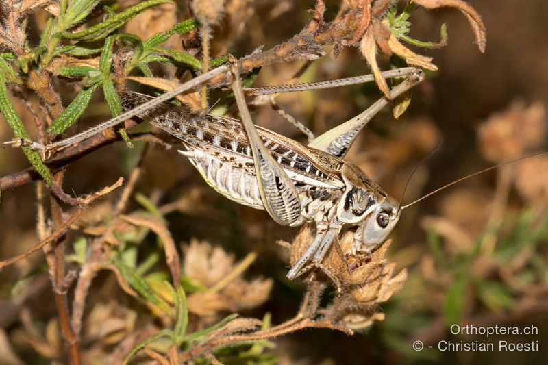 Decticus albifrons ♂ - HR, Istrien, Premantura, 22.07.2015