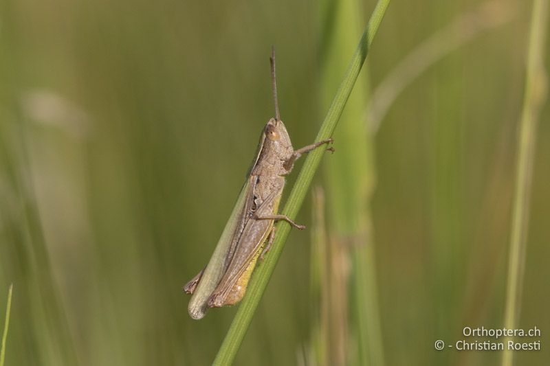 Chorthippus dichrous ♂ - HU, Bács-Kiskun, Fülöpháza, 08.07.2017