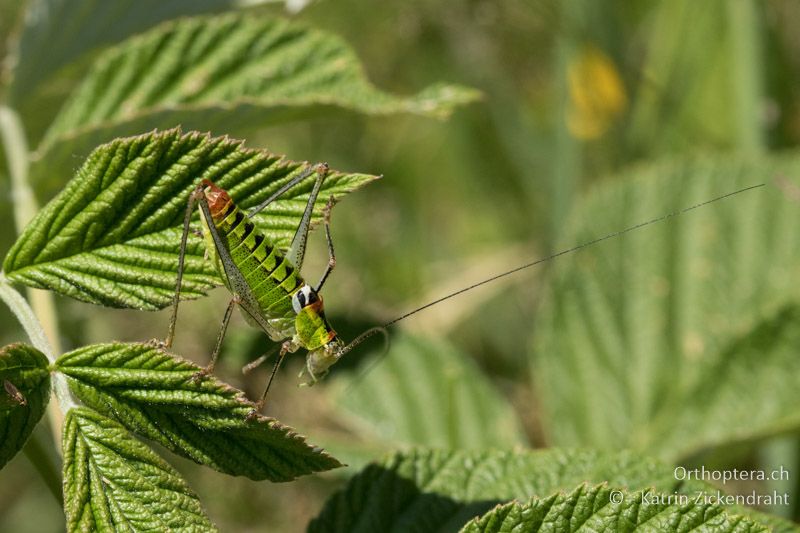 Poecilimon thoracicus ♂ - GR, Zentralmakedonien, Mt. Vrondous, Skistation, 09.07.2017