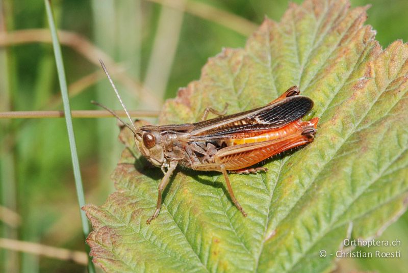 Stenobothrus lineatus ♂, braungraue Farbvariante - CH, TI, Isone, 14.07.2008