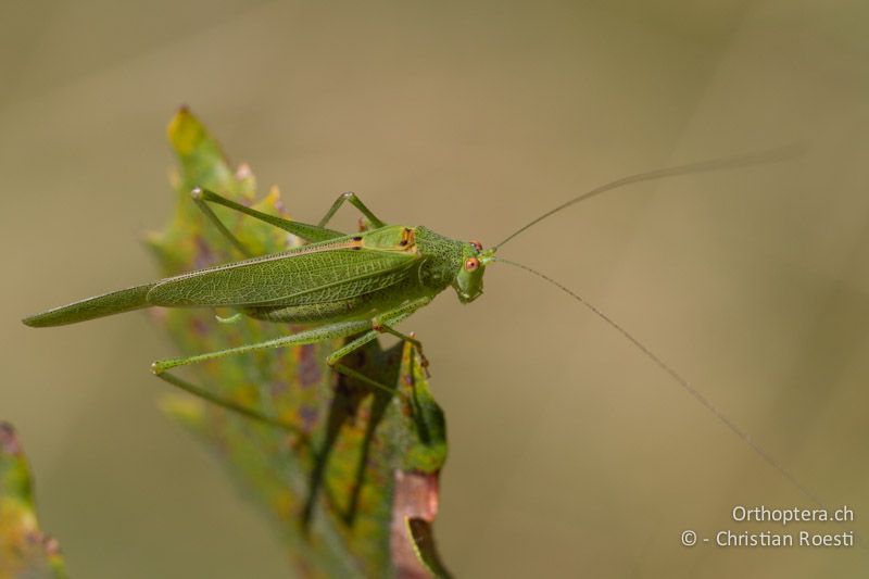 Phaneroptera nana ♂. Hier sind die vier schwarzen Punkte auf dem Gesangsorgan gut zu sehen - CH, TI, Mt. Caslano, 02.09.2013