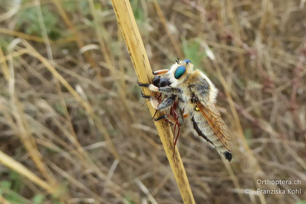 Raubfliege ♀ - BG, Chaskowo, Matochina, 09.07.2018