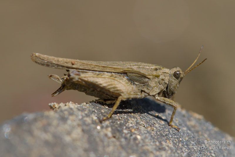 Weibchen von Tetrix bolivari. Die Klappen der Legeröhre werden geputzt. Dolna Kula an der Krumovitsa, 24.04.2012