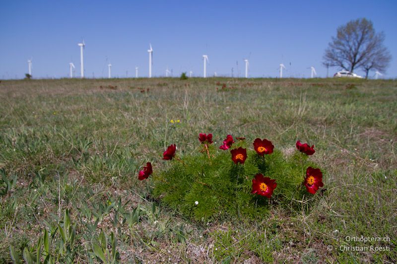 Die Schmalblättrige Pfingstrose Paeonia tenuifolia gibt dem kargem Kap im späten April Farbe. Das Landschaftsbild wird leider durch die vielen Windenergieanlagen gestört. Balgarevo, 27.04.2012