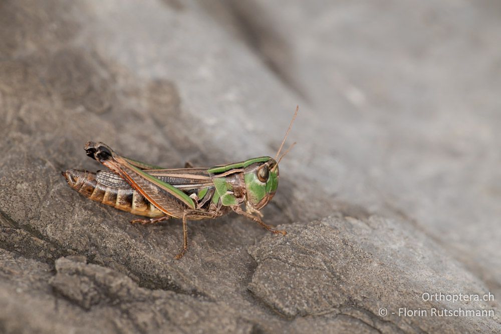 Stenobothrus croaticus Weibchen - HR, Lika-Senj, Velebit Nationalpark, 27.07.2014