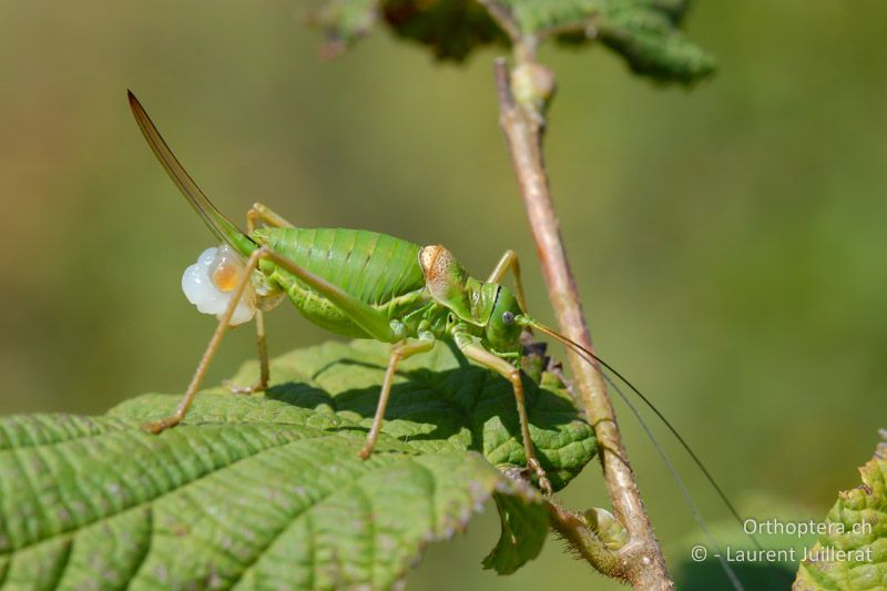 Ephippiger diurnus ♀ mit Spermatophore - CH, VD, Bière, 18.08.2009