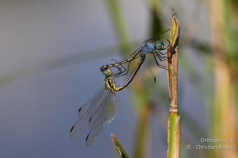 Trithemis stictica, Jaunty Dropwing - SA, Limpopo, Tzaneen, Kurisa Moya Lodge, 07.01.2015