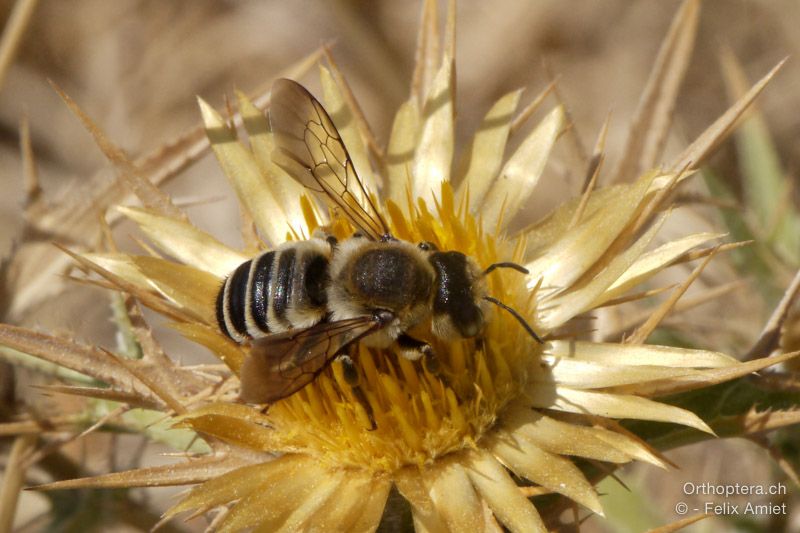 Megachile albisecta - HR, Istrien, Premantura, 22.07.2015